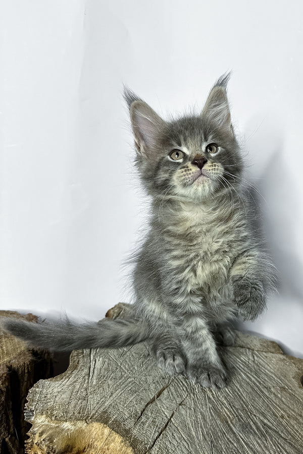 Neо | Maine Coon Kitten