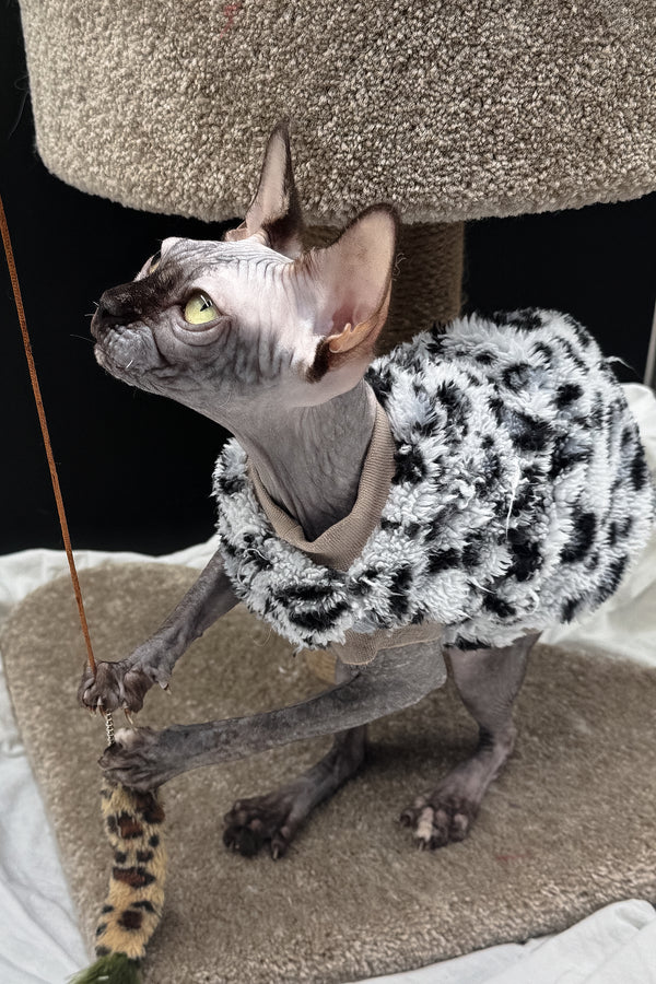 Nefertiti | Canadian Sphynx Kitten
