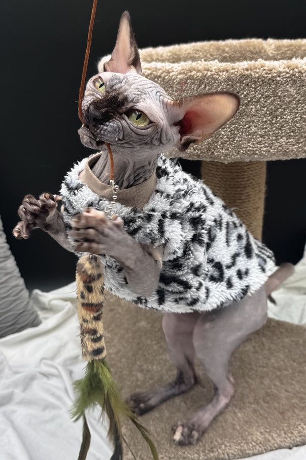 Nefertiti | Canadian Sphynx Kitten