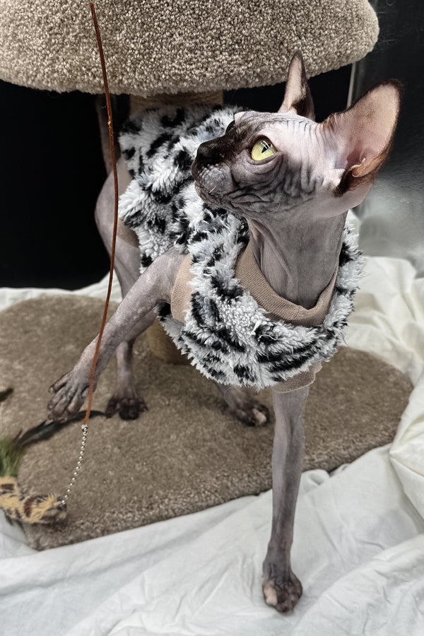 Nefertiti | Canadian Sphynx Kitten