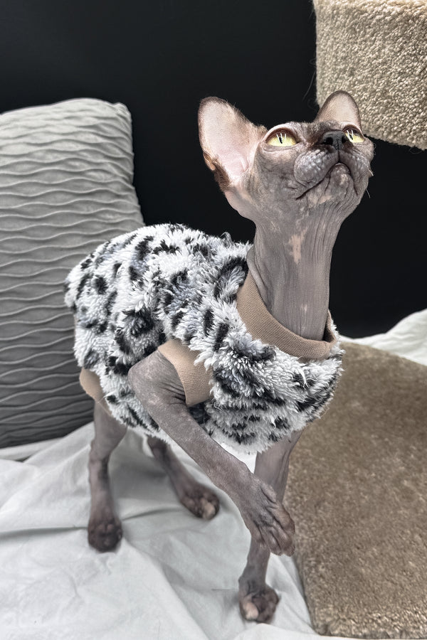 Nefertiti | Canadian Sphynx Kitten