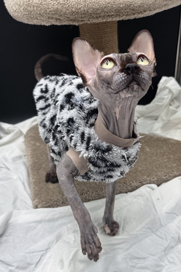 Nefertiti | Canadian Sphynx Kitten