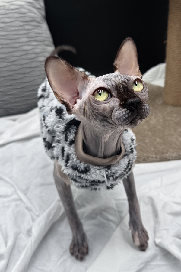 Nefertiti | Canadian Sphynx Kitten