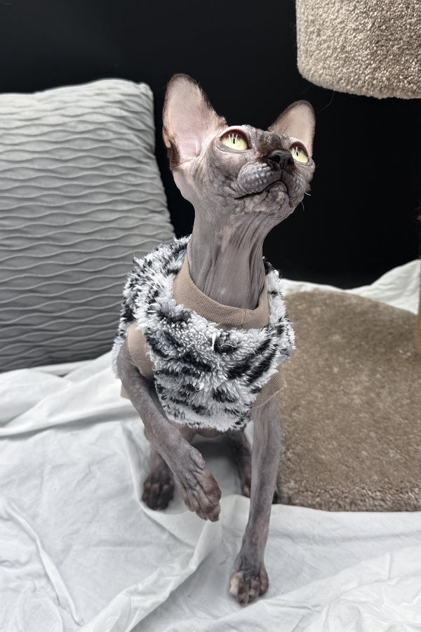 Nefertiti | Canadian Sphynx Kitten