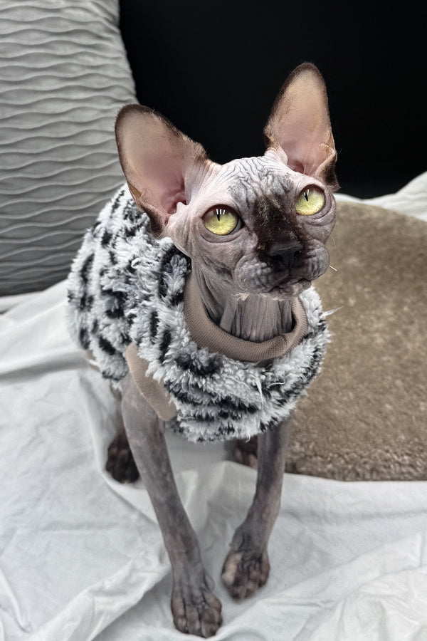 Nefertiti | Canadian Sphynx Kitten