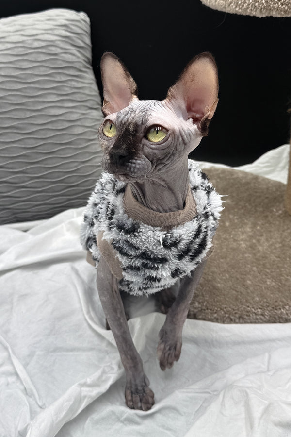 Nefertiti | Canadian Sphynx Kitten