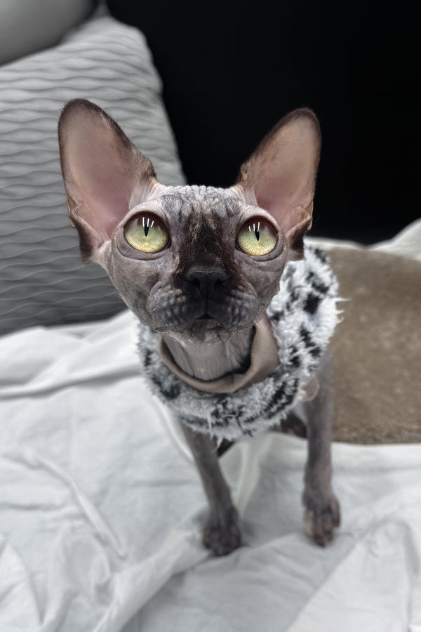 Nefertiti | Canadian Sphynx Kitten
