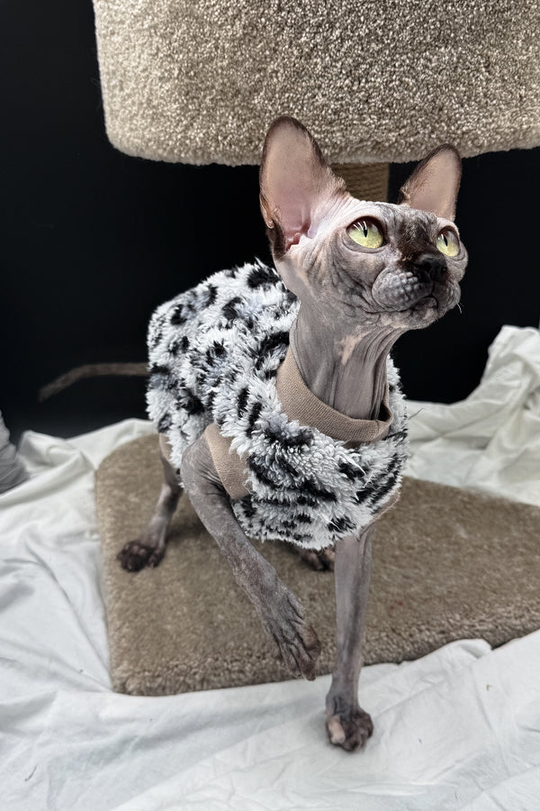 Nefertiti | Canadian Sphynx Kitten