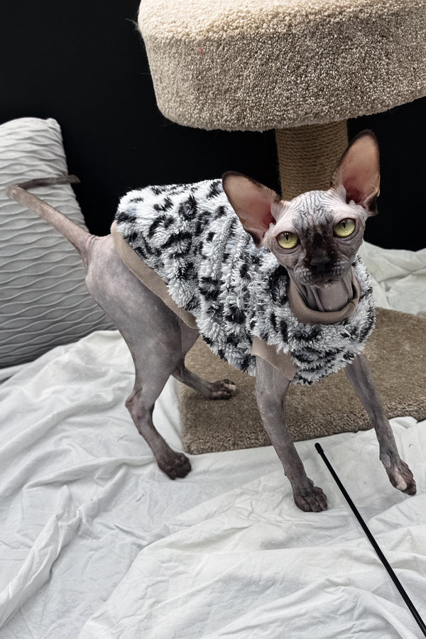 Nefertiti | Canadian Sphynx Kitten