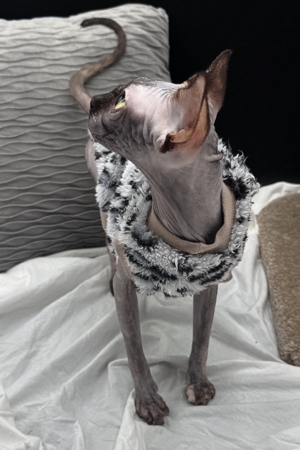 Nefertiti | Canadian Sphynx Kitten