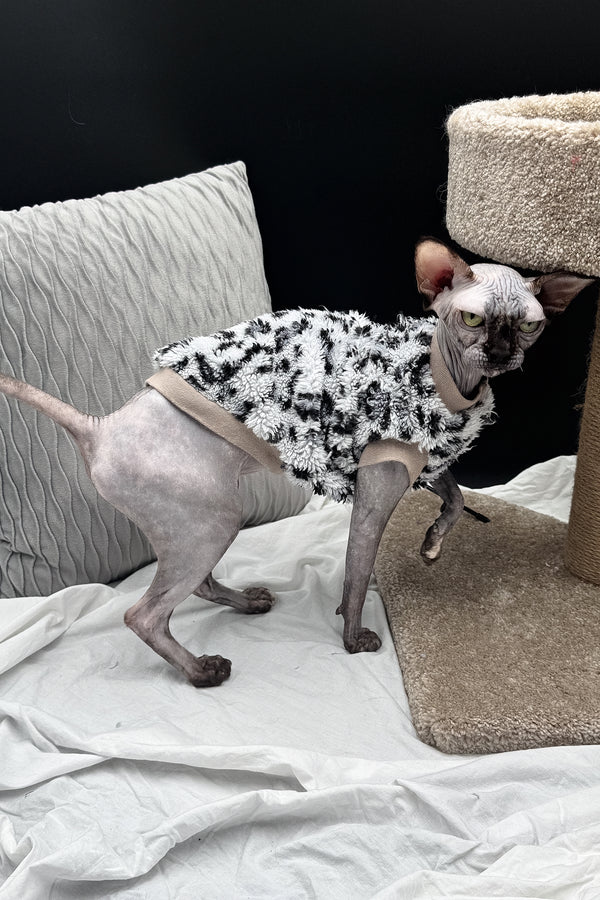Nefertiti | Canadian Sphynx Kitten