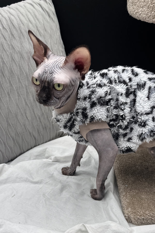 Nefertiti | Canadian Sphynx Kitten