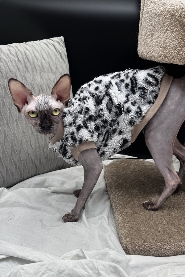 Nefertiti | Canadian Sphynx Kitten