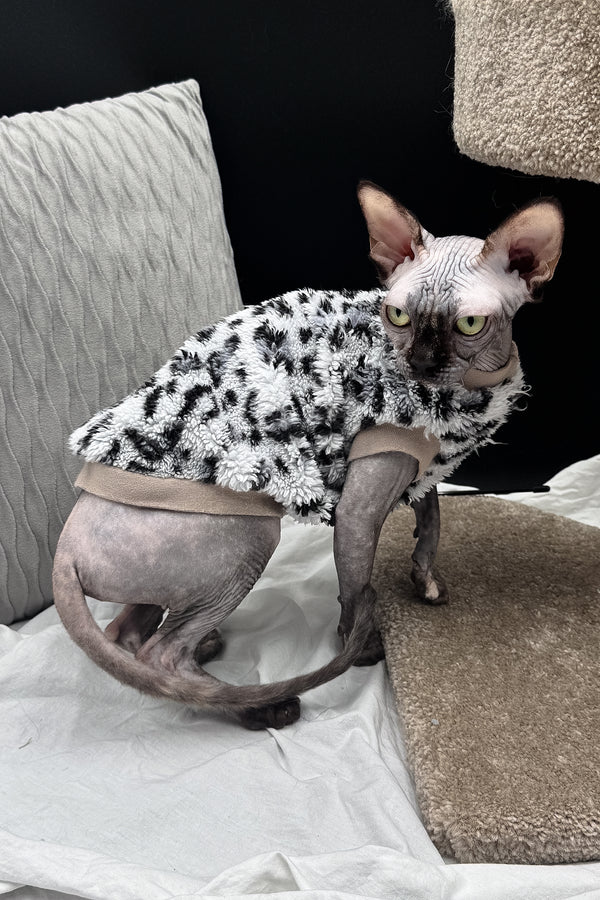 Nefertiti | Canadian Sphynx Kitten