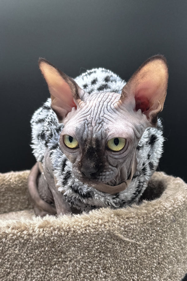 Nefertiti | Canadian Sphynx Kitten