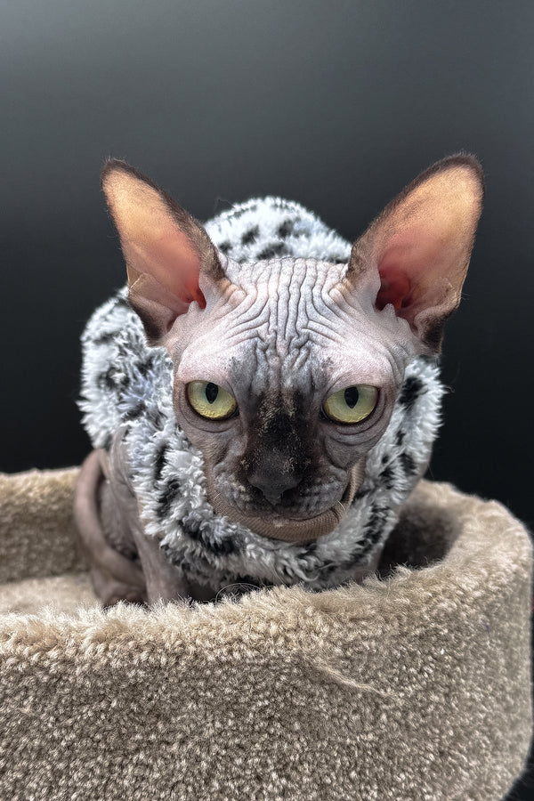 Nefertiti | Canadian Sphynx Kitten