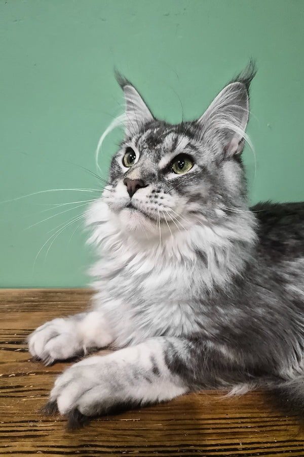 Nemo | Maine Coon Kitten