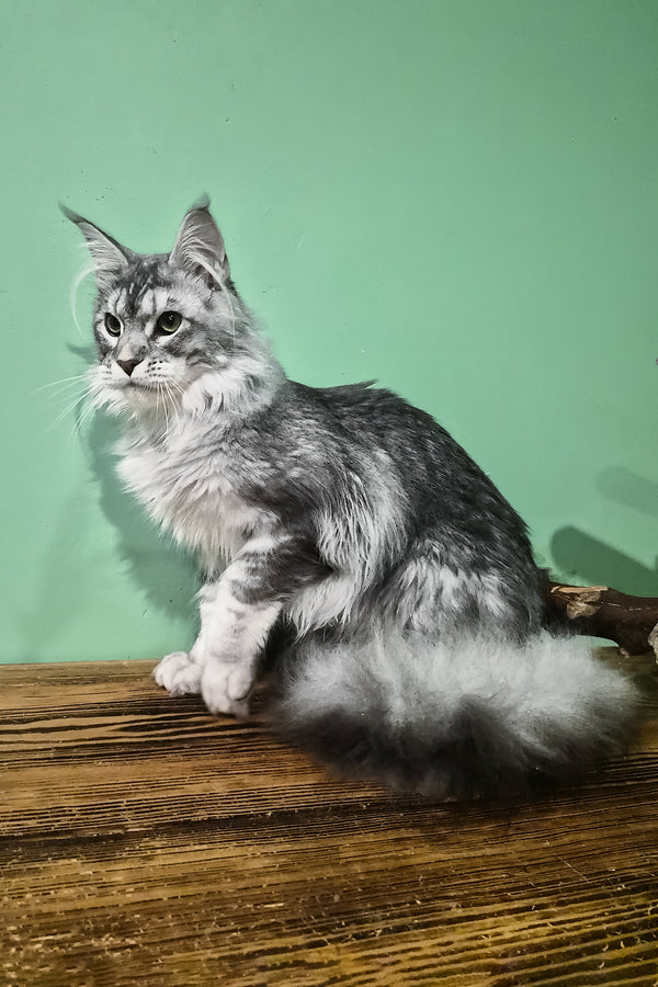 Nemo | Maine Coon Kitten