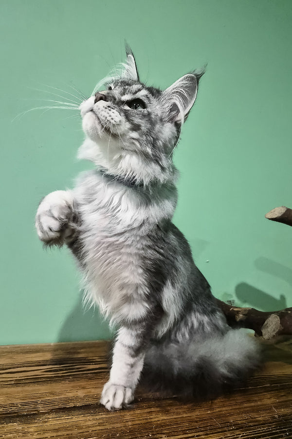 Nemo | Maine Coon Kitten