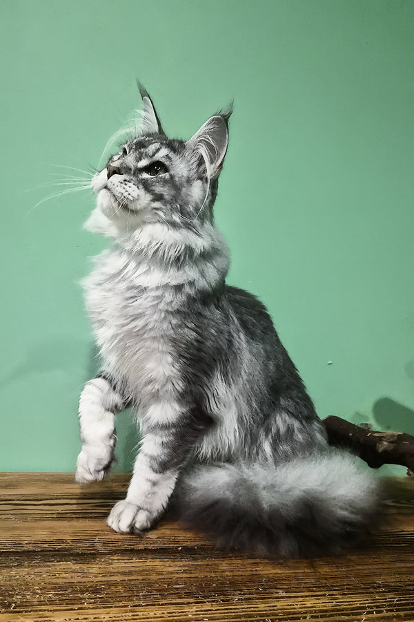 Nemo | Maine Coon Kitten