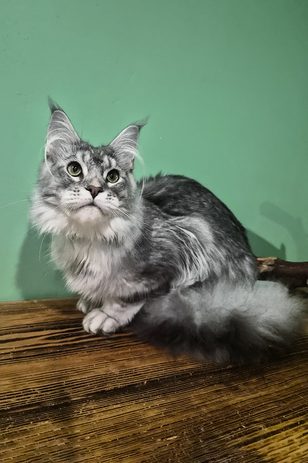 Nemo | Maine Coon Kitten