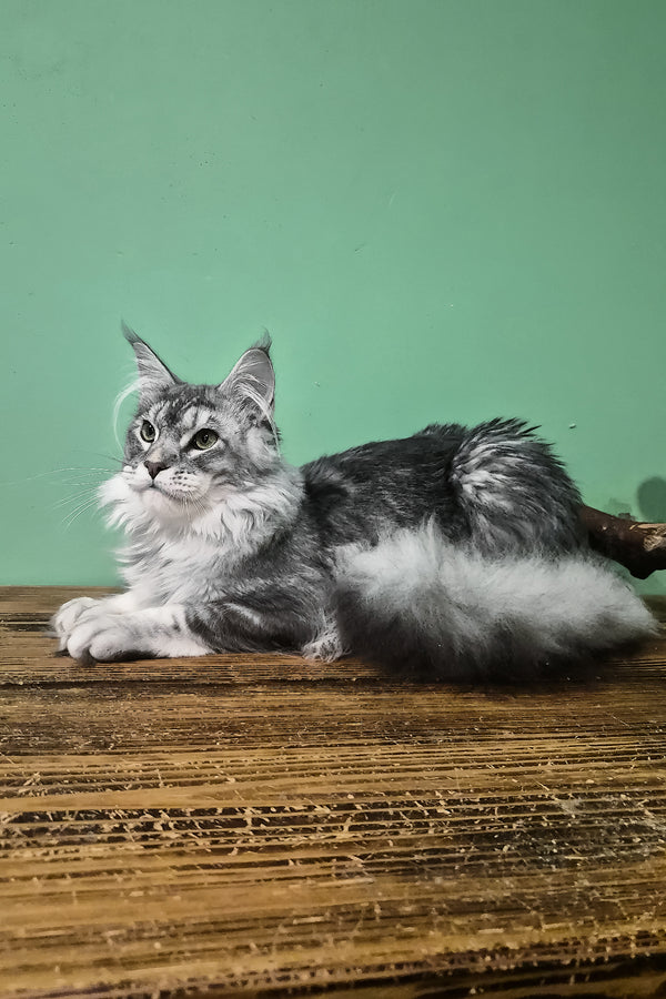 Nemo | Maine Coon Kitten