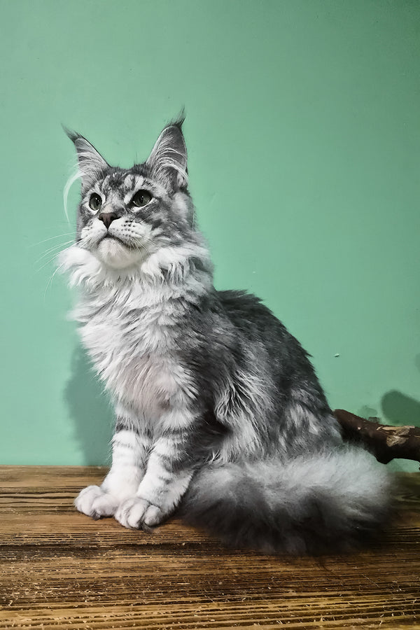 Nemo | Maine Coon Kitten