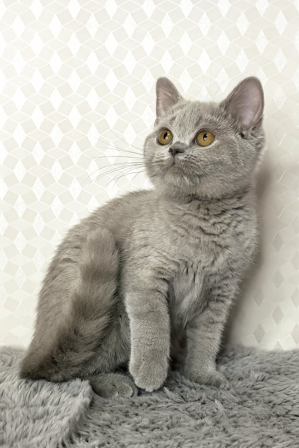 Nevada | British Shorthair Kitten