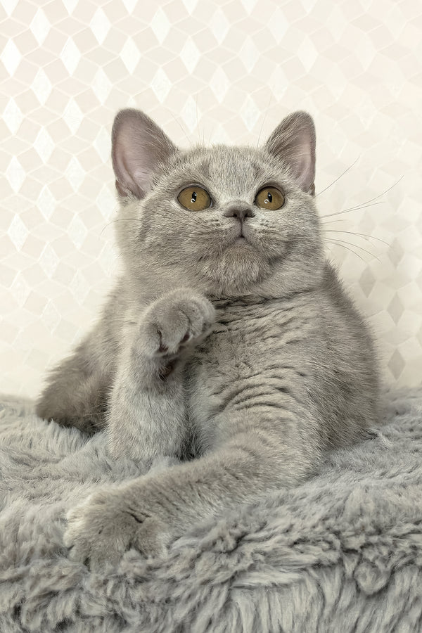 Nevada | British Shorthair Kitten