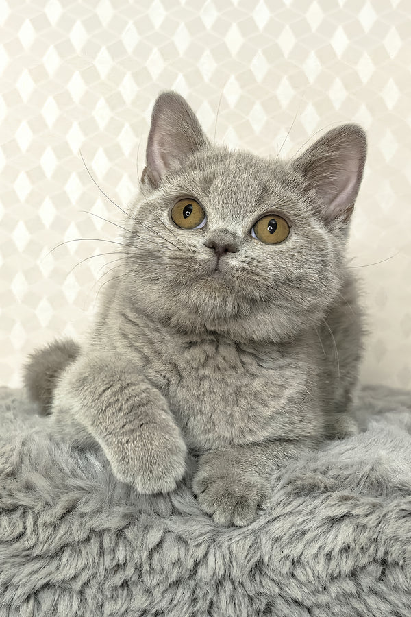 Nevada | British Shorthair Kitten