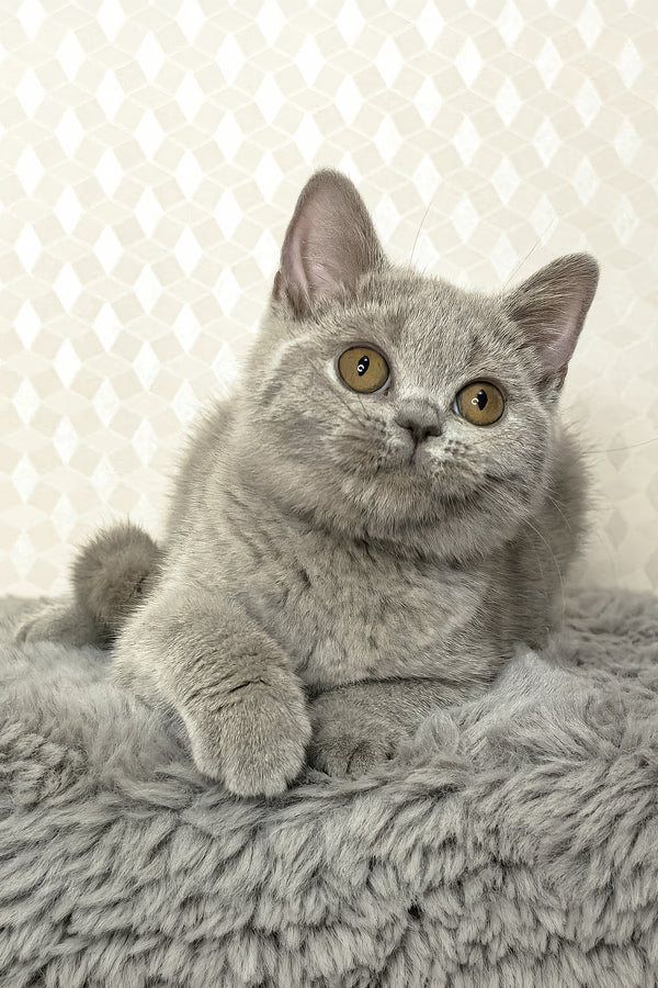 Nevada | British Shorthair Kitten