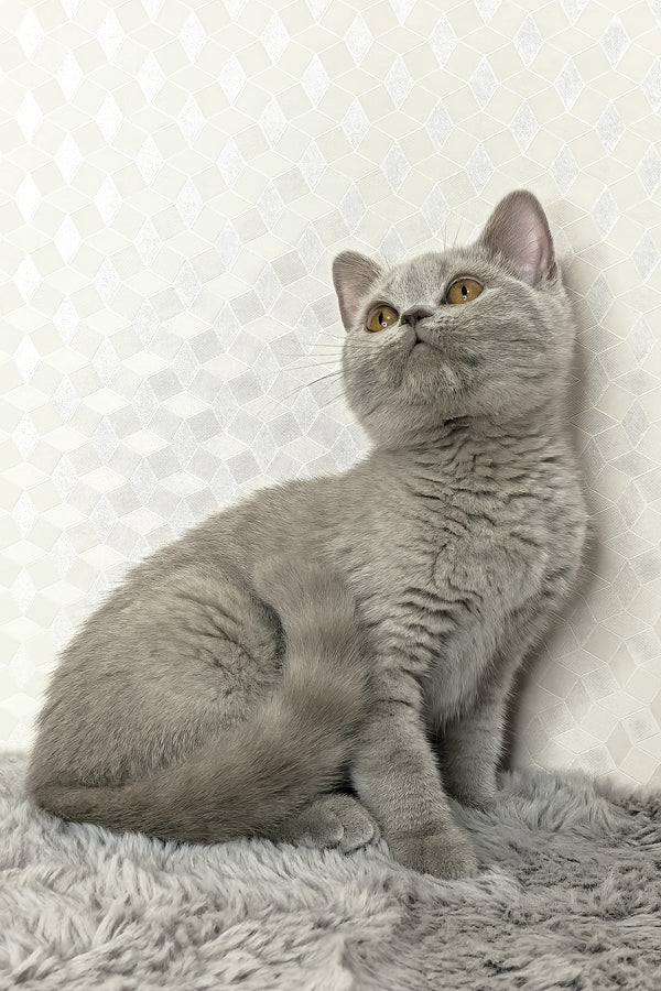 Nevada | British Shorthair Kitten