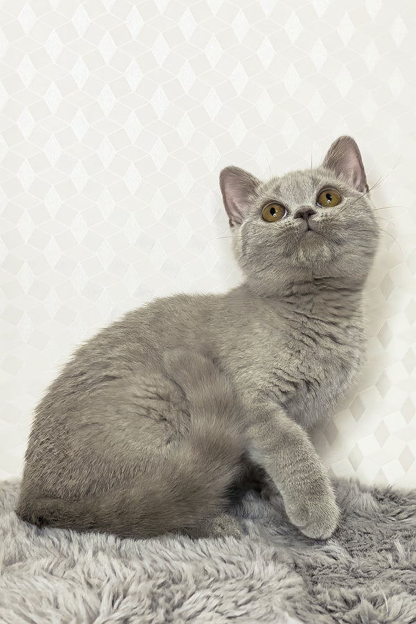 Nevada | British Shorthair Kitten