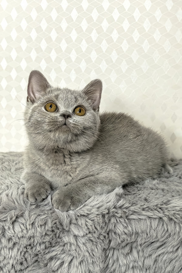 Nevada | British Shorthair Kitten
