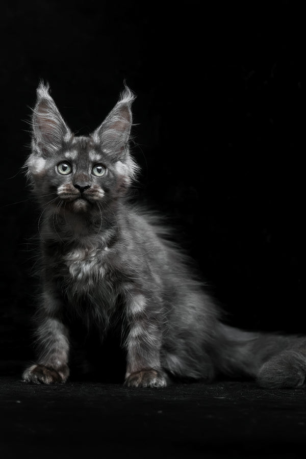 Nevada | Maine Coon Kitten