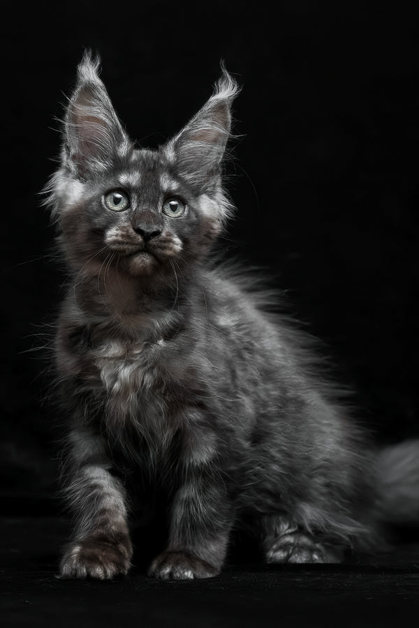 Nevada | Maine Coon Kitten