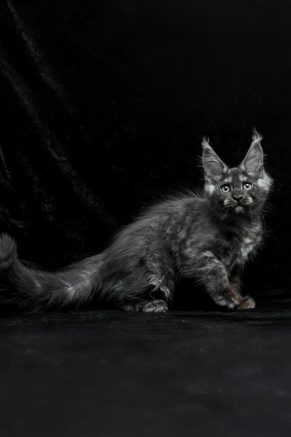 Nevada | Maine Coon Kitten