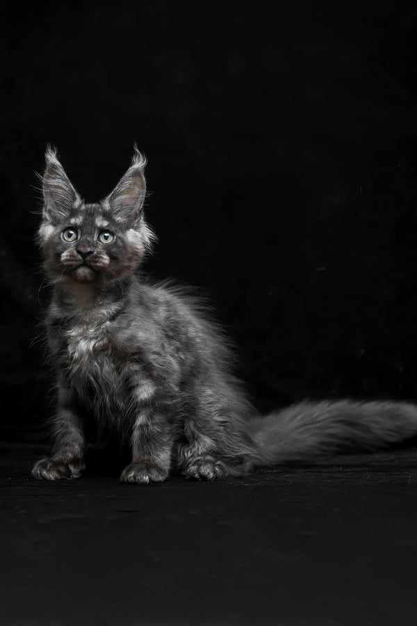 Nevada | Maine Coon Kitten