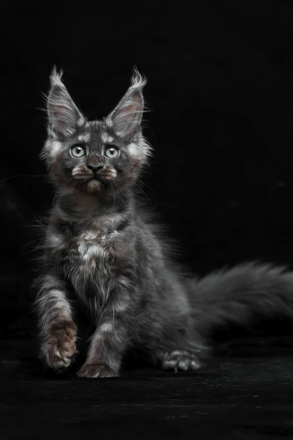 Nevada | Maine Coon Kitten