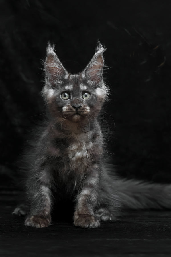 Nevada | Maine Coon Kitten