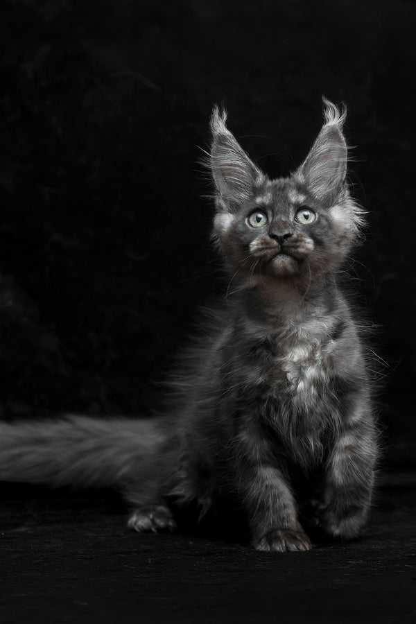 Nevada | Maine Coon Kitten