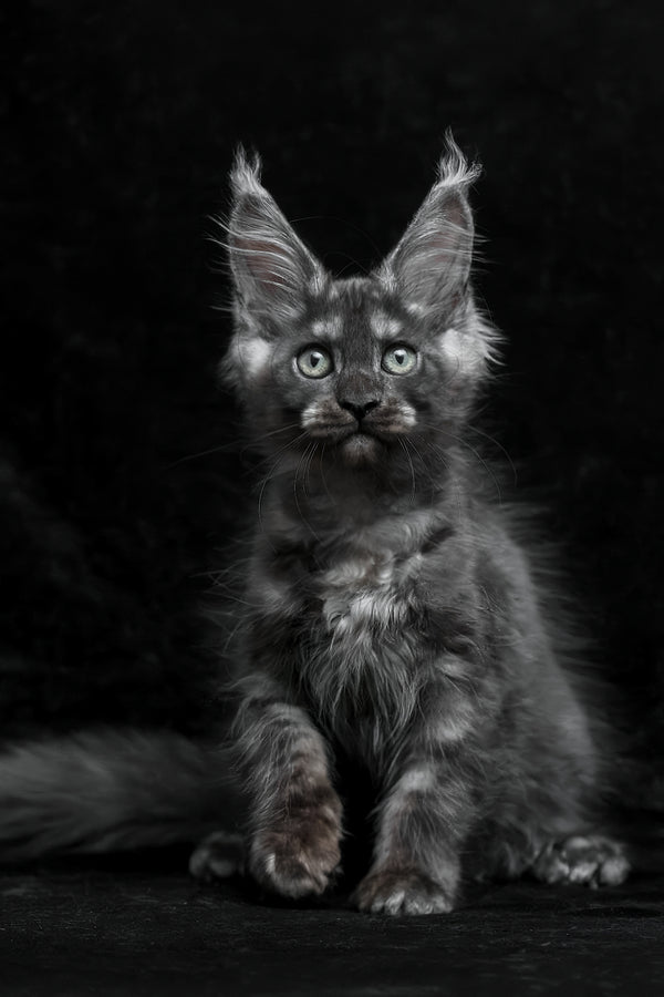 Nevada | Maine Coon Kitten