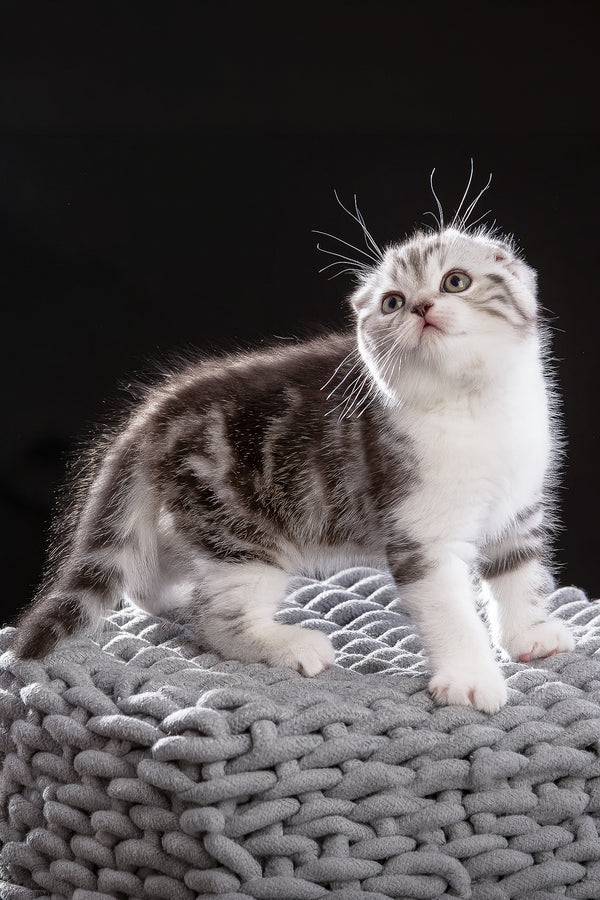 Nicolas | Scottish Fold Kitten