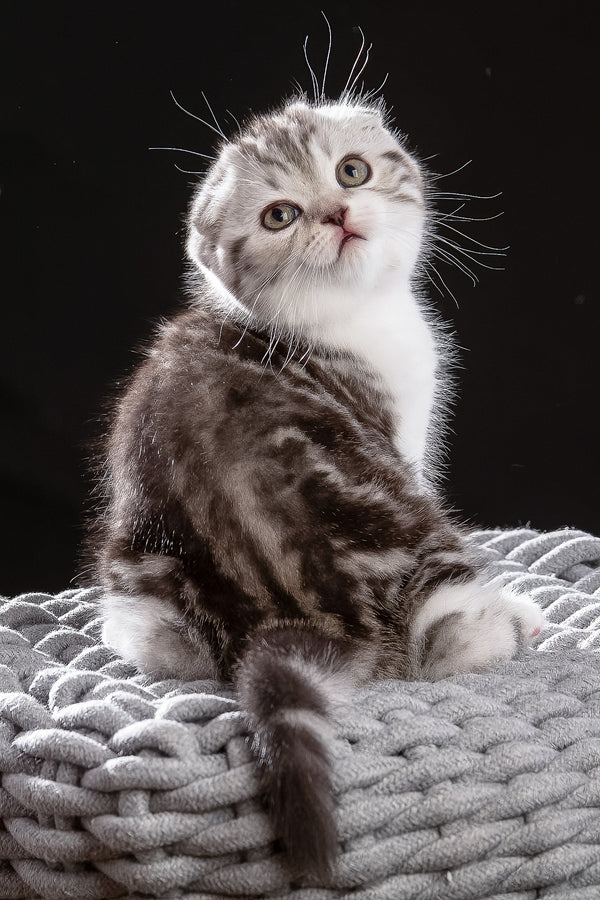 Nicolas | Scottish Fold Kitten