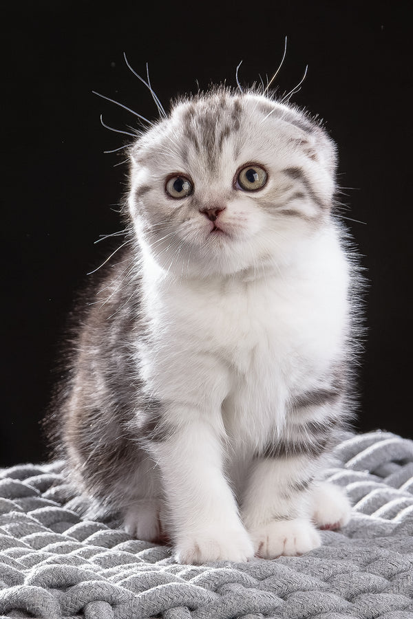 Nicolas | Scottish Fold Kitten