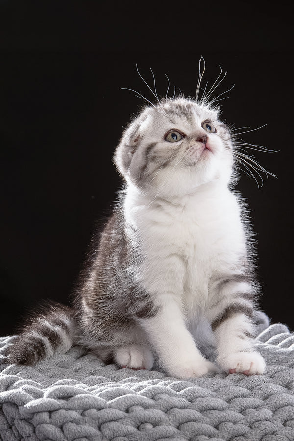 Nicolas | Scottish Fold Kitten