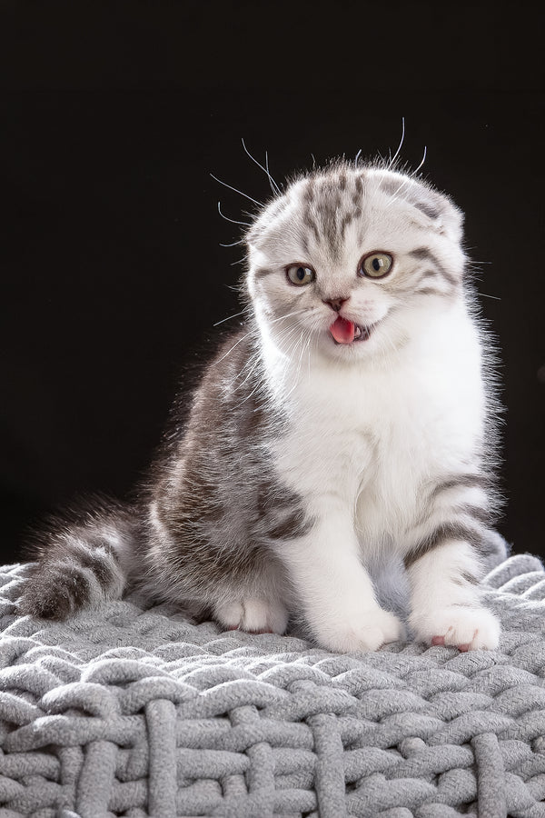 Nicolas | Scottish Fold Kitten