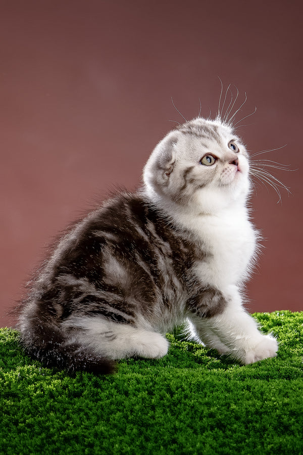 Nicolas | Scottish Fold Kitten