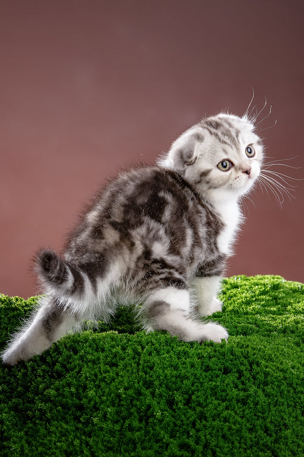 Nicolas | Scottish Fold Kitten