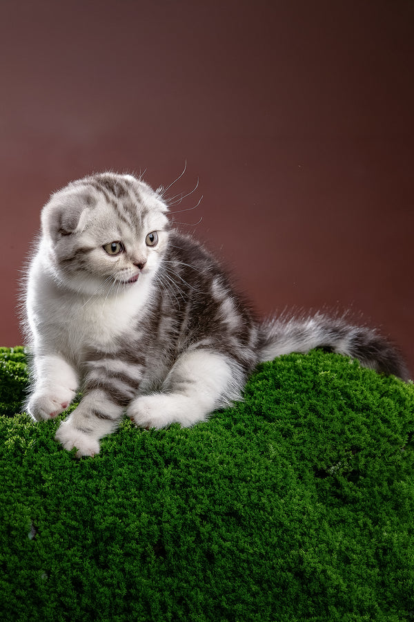 Nicolas | Scottish Fold Kitten